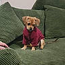 animal, black_nose, brown_fur, clothing, corduroy, couch, cozy, cute, dog, floppy_ears, green, indoor, paws, pet, portrait, puppy, red_sweater, sitting, small_dog, sofa