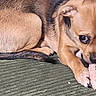 Peeka is registered to the contest to win money with this photo: animal, brown_fur, chew_toy, close_up, couch, curled_up, cute, dog, indoors, looking_at_camera, paws, pet, pink_toy, portrait, puppy, relaxed, sleepy, small_dog, sofa, textured_fabric