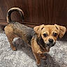 Peeka is registered to the contest to win money with this photo: animal, black_fur, brown_fur, curled_tail, cute, dog, floppy_ears, home, indoor, large_eyes, looking_at_camera, nose, patterned_rug, paws, pet, portrait, puppy, short_fur, standing, wooden_background