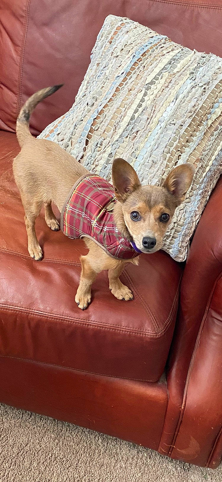 Milo is registered to the contest to win money with this photo: canidae, carnivore, comfort, companion_dog, couch, dog, dog_breed, dog_supply, fawn, flooring, fur, furniture, snout, sporting_group, tail, terrestrial_animal, toy, toy_dog, wood, working_animal