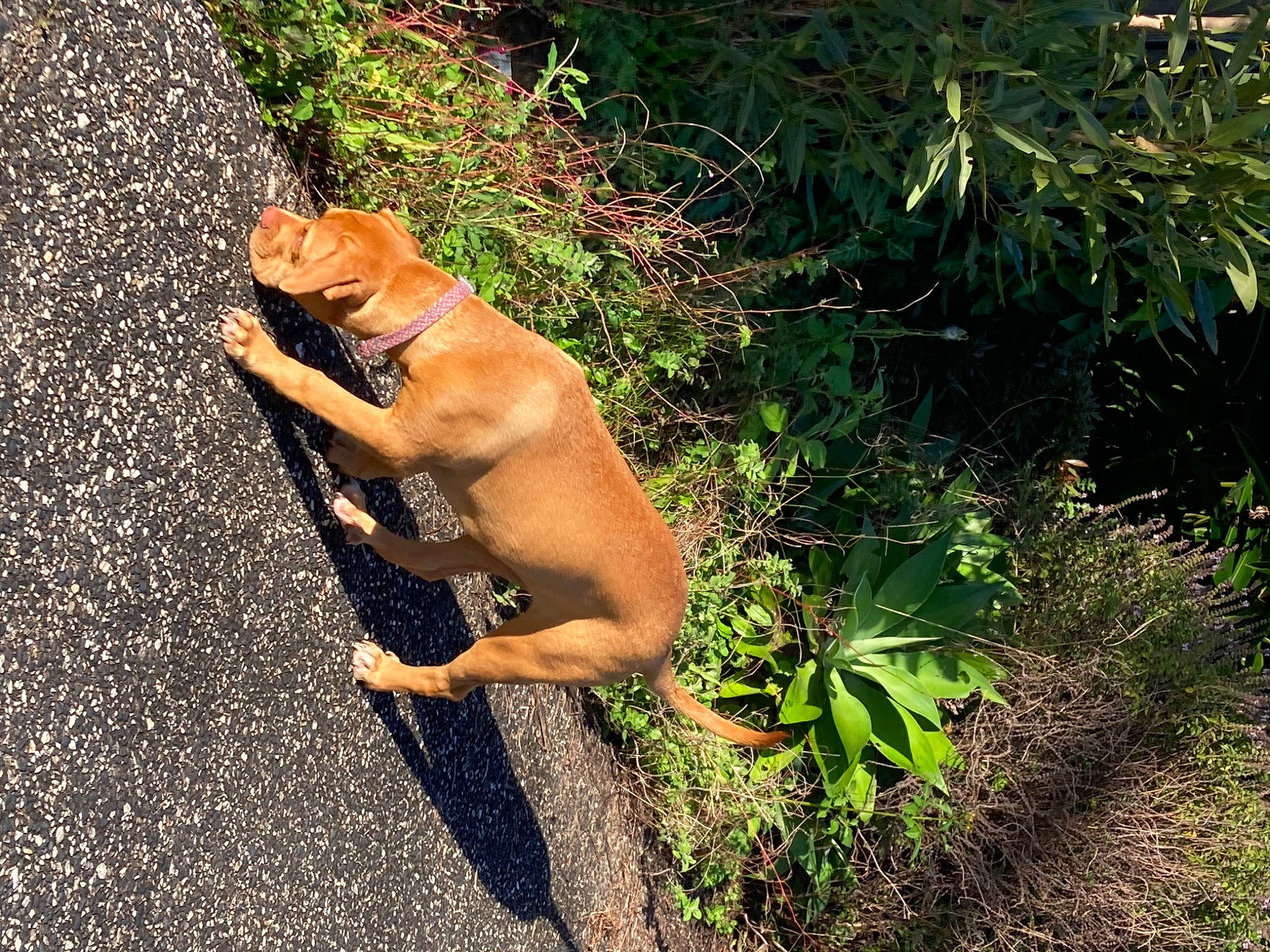 Ivy is registered to the contest to win money with this photo: canidae, carnivore, companion_dog, dog, dog_breed, elbow, fawn, grass, non_sporting_group, people_in_nature, plant, shrub, snout, soil, sporting_group, tail, wildlife, working_animal