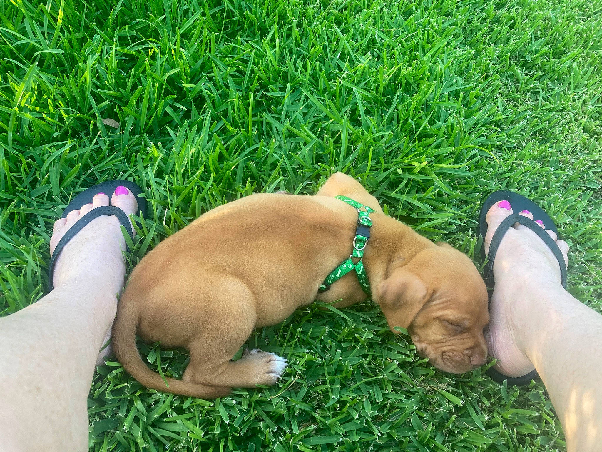 Ivy joined the competition — help win amazing prizes! abdomen, chest, elbow, electric_blue, fawn, finger, foot, grass, grass_family, grassland, human_leg, lawn, leg, leisure, people_in_nature, plant, recreation, thigh, trunk, wrist