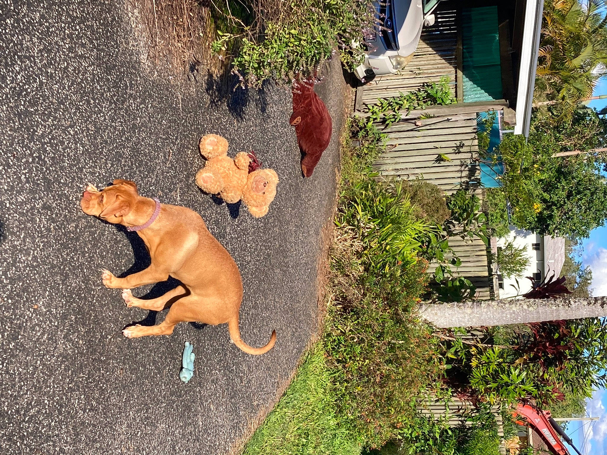 Ivy is registered to the contest to win money with this photo: building, carnivore, dog, dog_breed, fawn, grass, green, house, leaf, plant, road_surface, sidewalk, sky, tail, tree, urban_design, vegetation, wall, window, wood