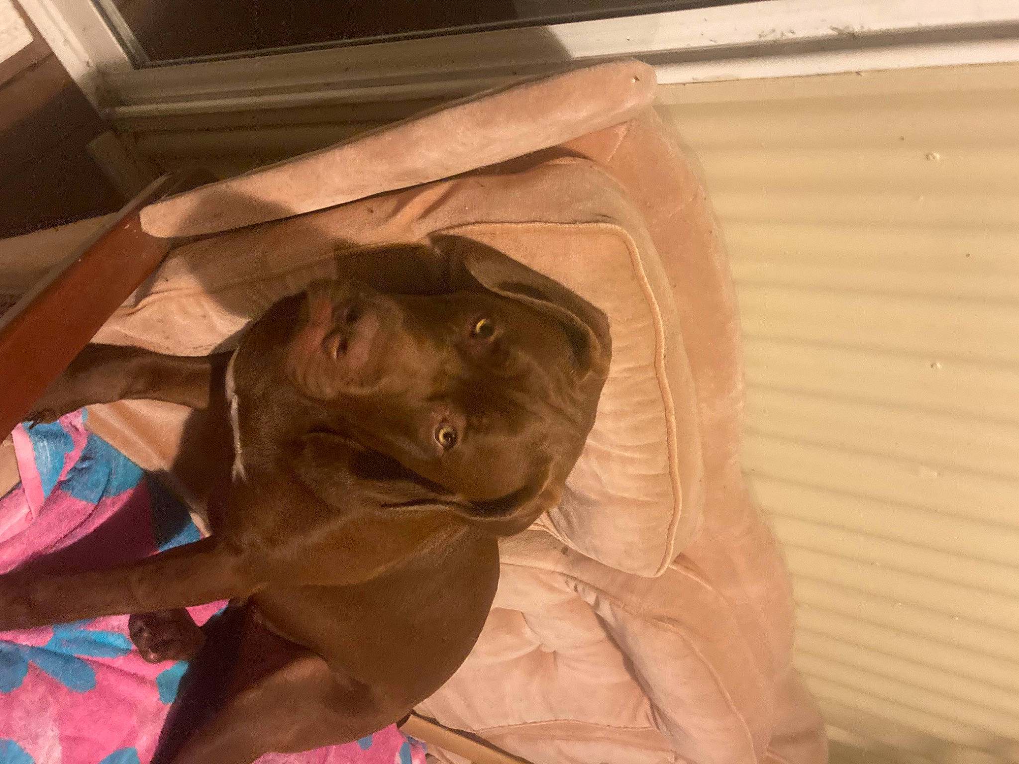 Molly joined the competition — help win amazing prizes! canidae, carnivore, comfort, companion_dog, dog, dog_breed, fawn, felidae, flooring, fur, guard_dog, liver, snout, sporting_group, tints_and_shades, whiskers, window, wood, working_animal, wrinkle