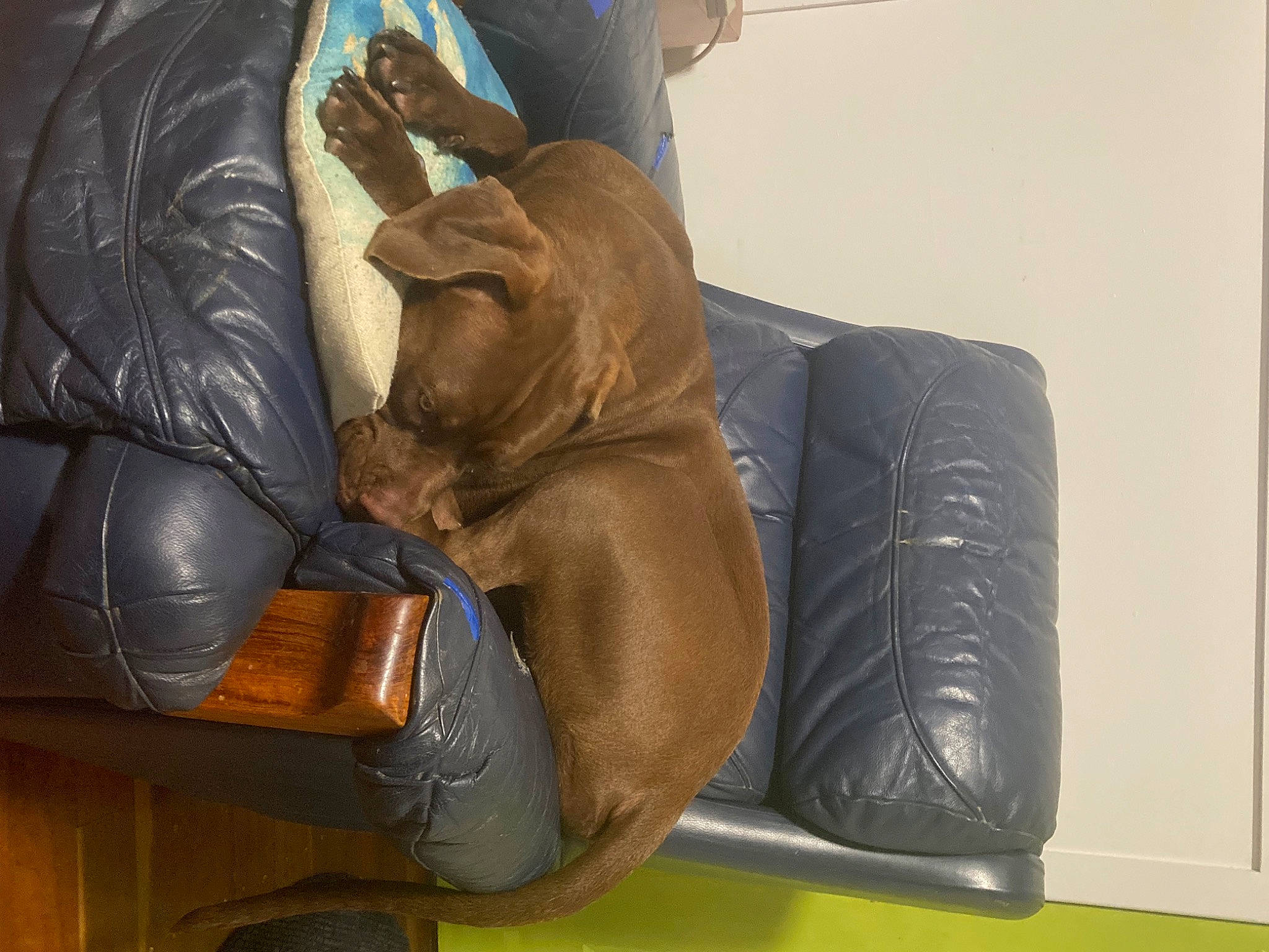 Molly joined the competition — help win amazing prizes! art, bag, baggage, carnivore, comfort, companion_dog, dog_breed, fashion_accessory, fawn, felidae, helmet, human_leg, leather, leather_jacket, liver, luggage_and_bags, personal_protective_equipment, textile, wood, working_animal