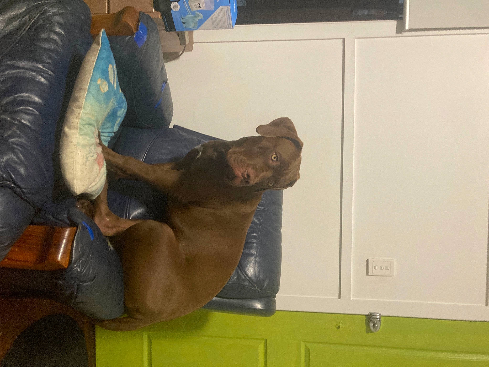 Molly joined the competition — help win amazing prizes! armrest, art, bronze_sculpture, chest, comfort, elbow, fun, houseplant, human_leg, knee, room, sculpture, sitting, statue, thigh, wood