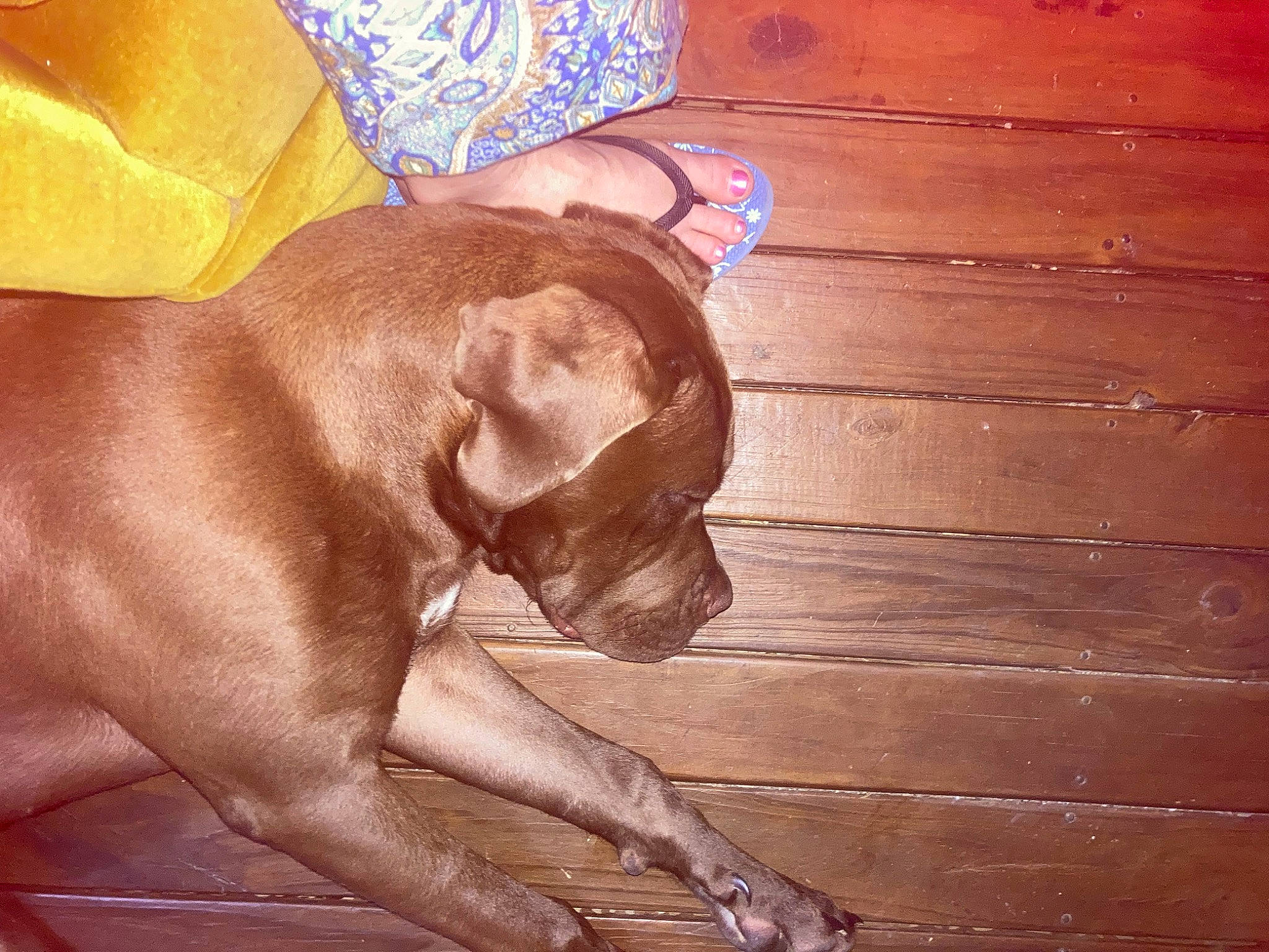 Molly is registered to the contest to win money with this photo: canidae, carnivore, companion_dog, dog, dog_breed, dog_collar, fawn, flooring, fur, hardwood, human_leg, liver, snout, sporting_group, tail, tints_and_shades, wood, wood_stain, working_animal, wrinkle