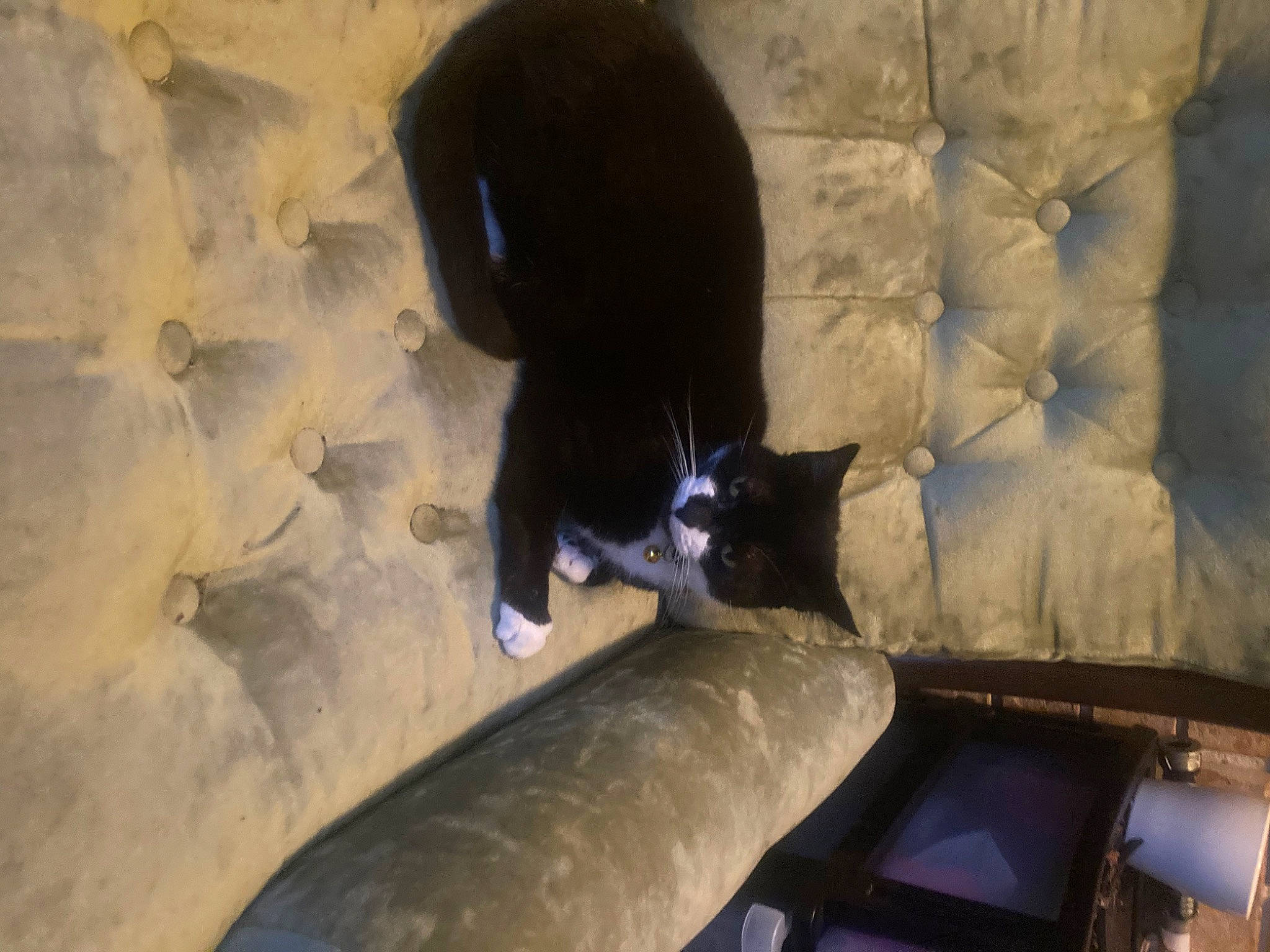 Jett joined the competition — help win amazing prizes! carnivore, cat, comfort, domestic_short_haired_cat, felidae, fur, pipe, shadow, small_to_medium_sized_cats, tail, terrestrial_animal, tints_and_shades, whiskers, wood