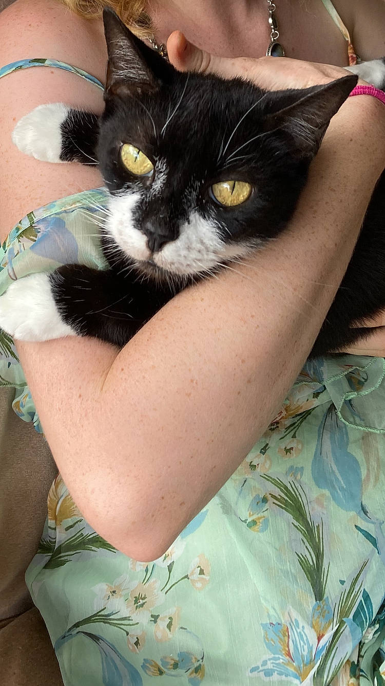 Jett joined the competition — help win amazing prizes! carnivore, cat, comfort, elbow, eye, felidae, foot, fur, gesture, green, head, human_leg, lap, nail, sitting, small_to_medium_sized_cats, thigh, whiskers, wrist, yellow