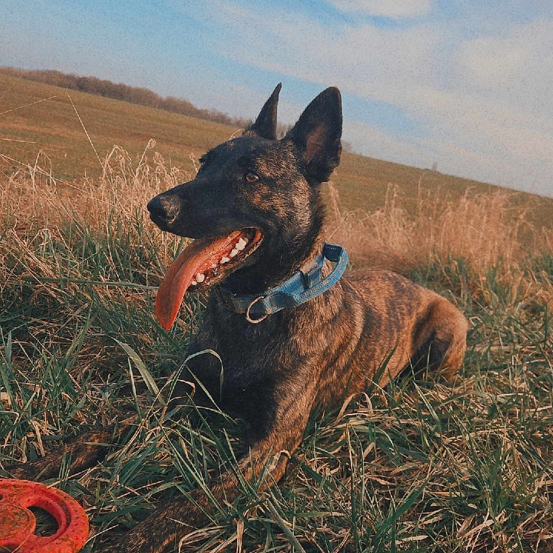 Veena a rejoint le concours — aidez-le/la à gagner de superbes lots ! animal, blue_collar, brindle_coat, canine, clouds, dog, ears_up, field, frisbee, grass, happy, nature, outdoor, pet, playing, resting, sky, sunlight, tongue_out, toy