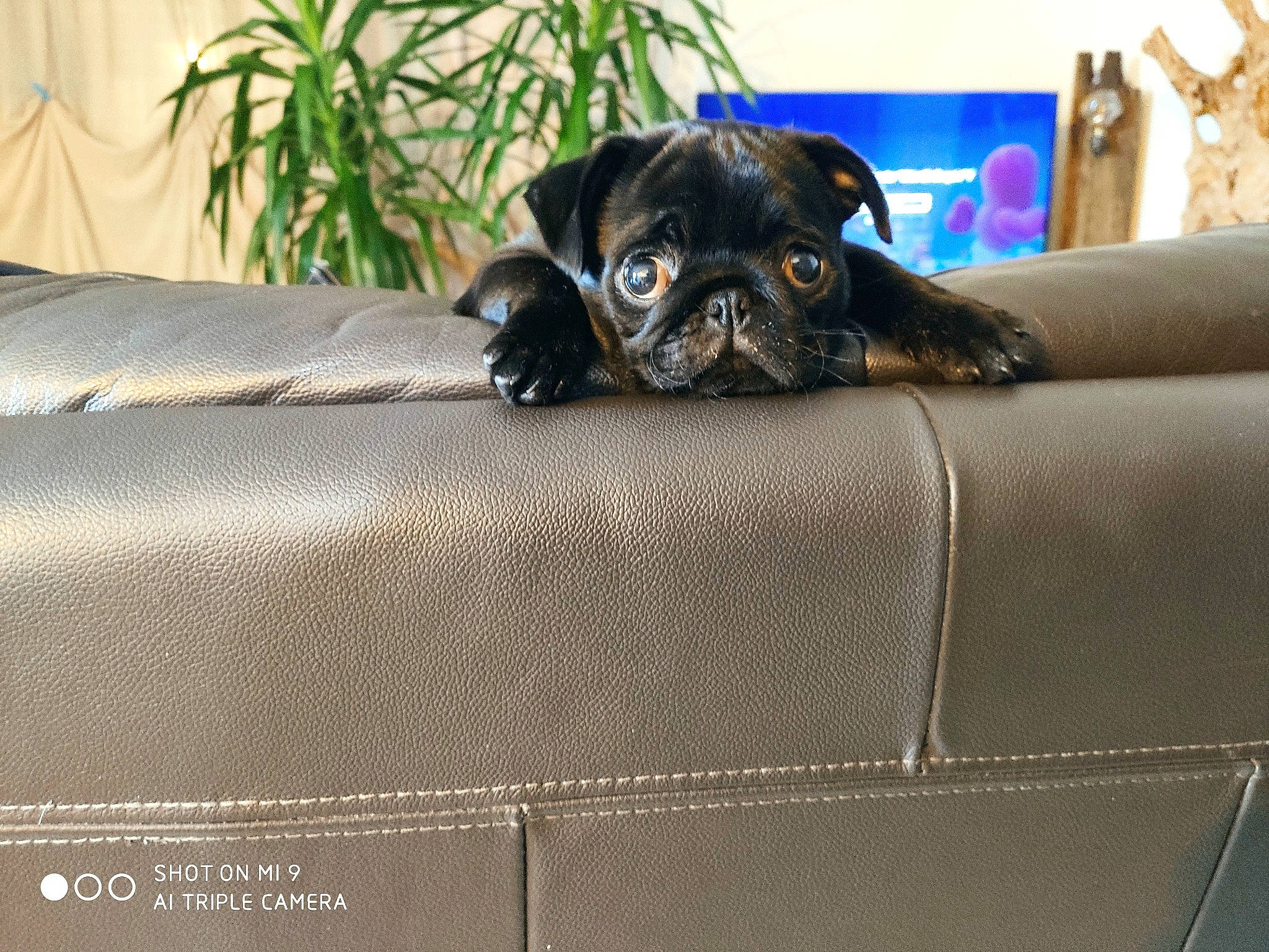 Brioche a rejoint le concours — aidez-le/la à gagner de superbes lots ! canidae, carnivore, companion_dog, dog, dog_breed, fawn, houseplant, liver, non_sporting_group, pug, puppy, snout, sofa_bed, sporting_group, toy_dog, vertebrate, working_animal, working_dog