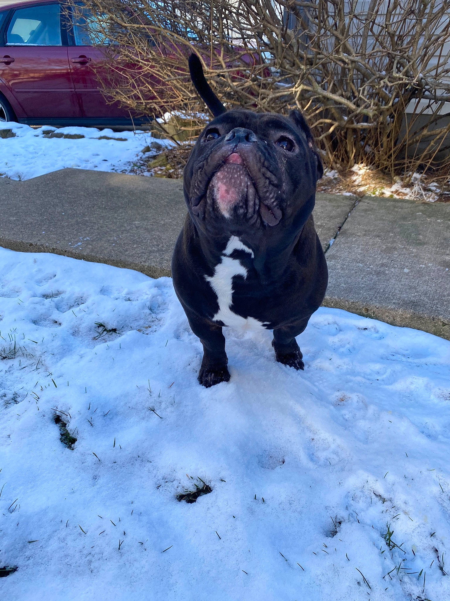 Gemini joined the competition — help win amazing prizes! american_bulldog, canidae, carnivore, dog, dog_breed, fawn, freezing, non_sporting_group, old_english_bulldog, snout, snow, sporting_group, winter