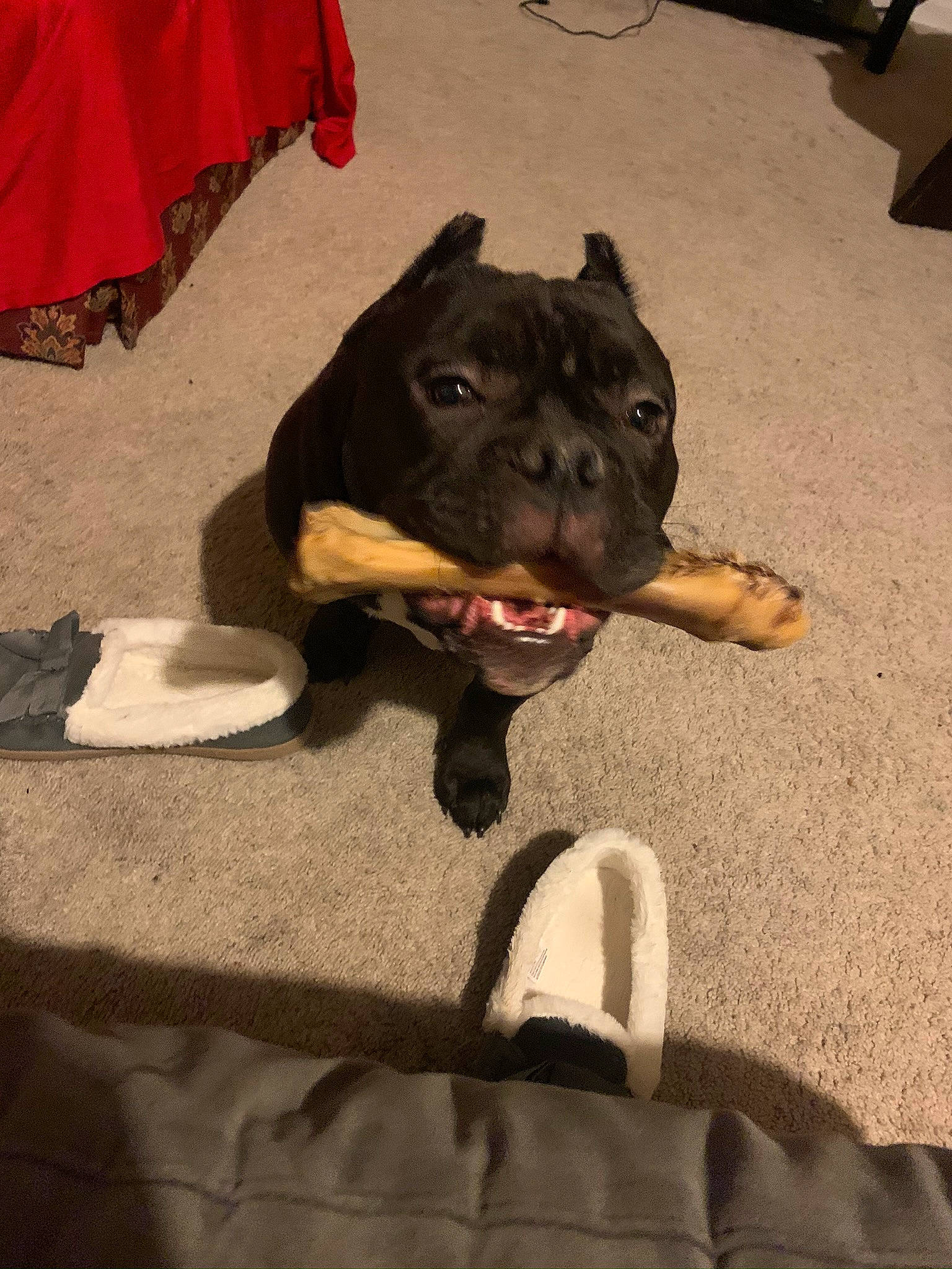 Gemini is registered to the contest to win money with this photo: american_pit_bull_terrier, american_staffordshire_terrier, cane_corso, canidae, carnivore, dog, dog_breed, fawn, french_bulldog, guard_dog, mammal, non_sporting_group, snout, sporting_group, staffordshire_bull_terrier
