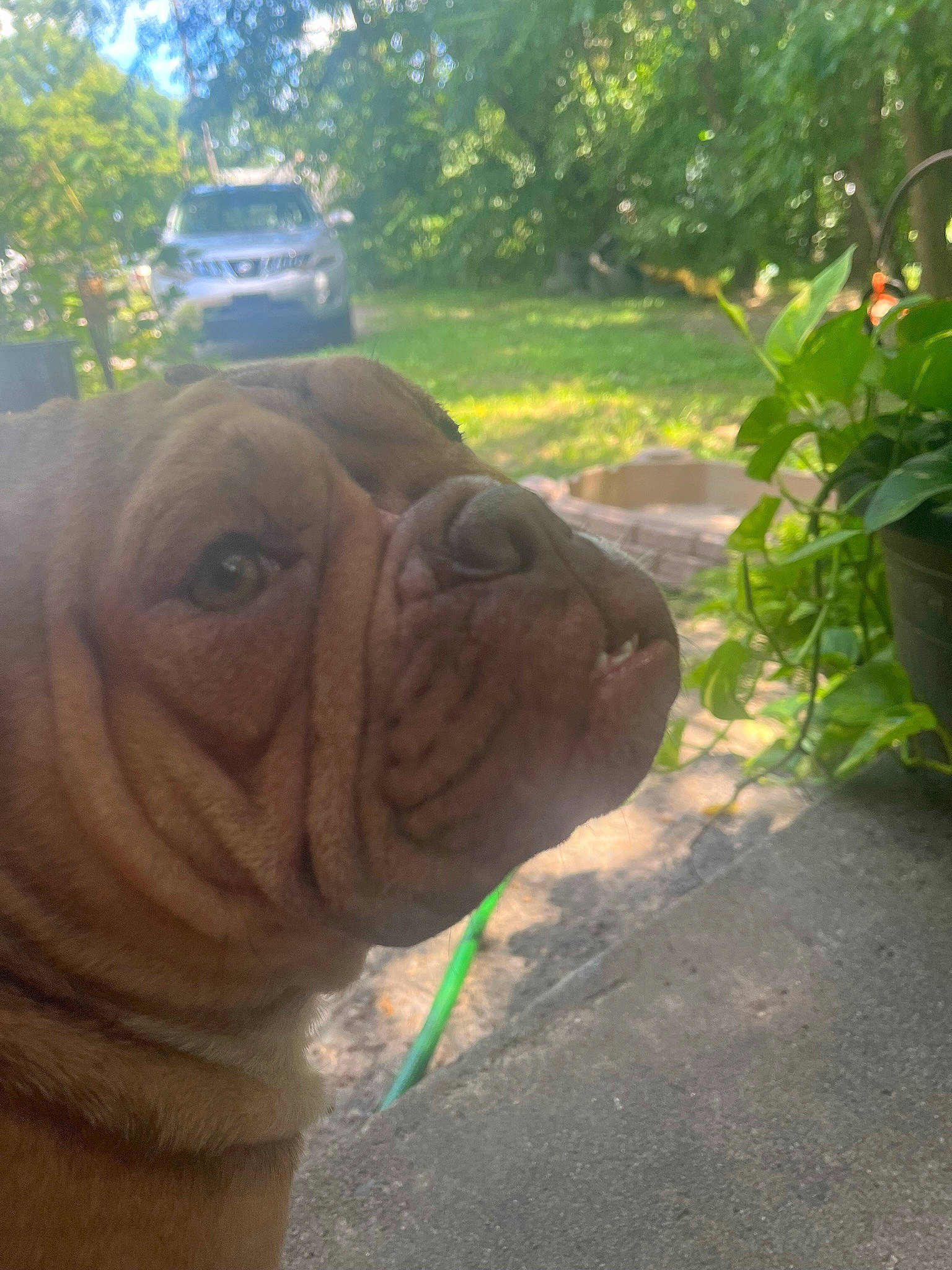 Mocha Latte is registered to the contest to win money with this photo: bulldog, car, carnivore, companion_dog, dog, dog_breed, fawn, grass, landscape, plant, snout, soil, terrestrial_animal, tire, toy_dog, tree, wheel, wildlife, working_animal, wrinkle