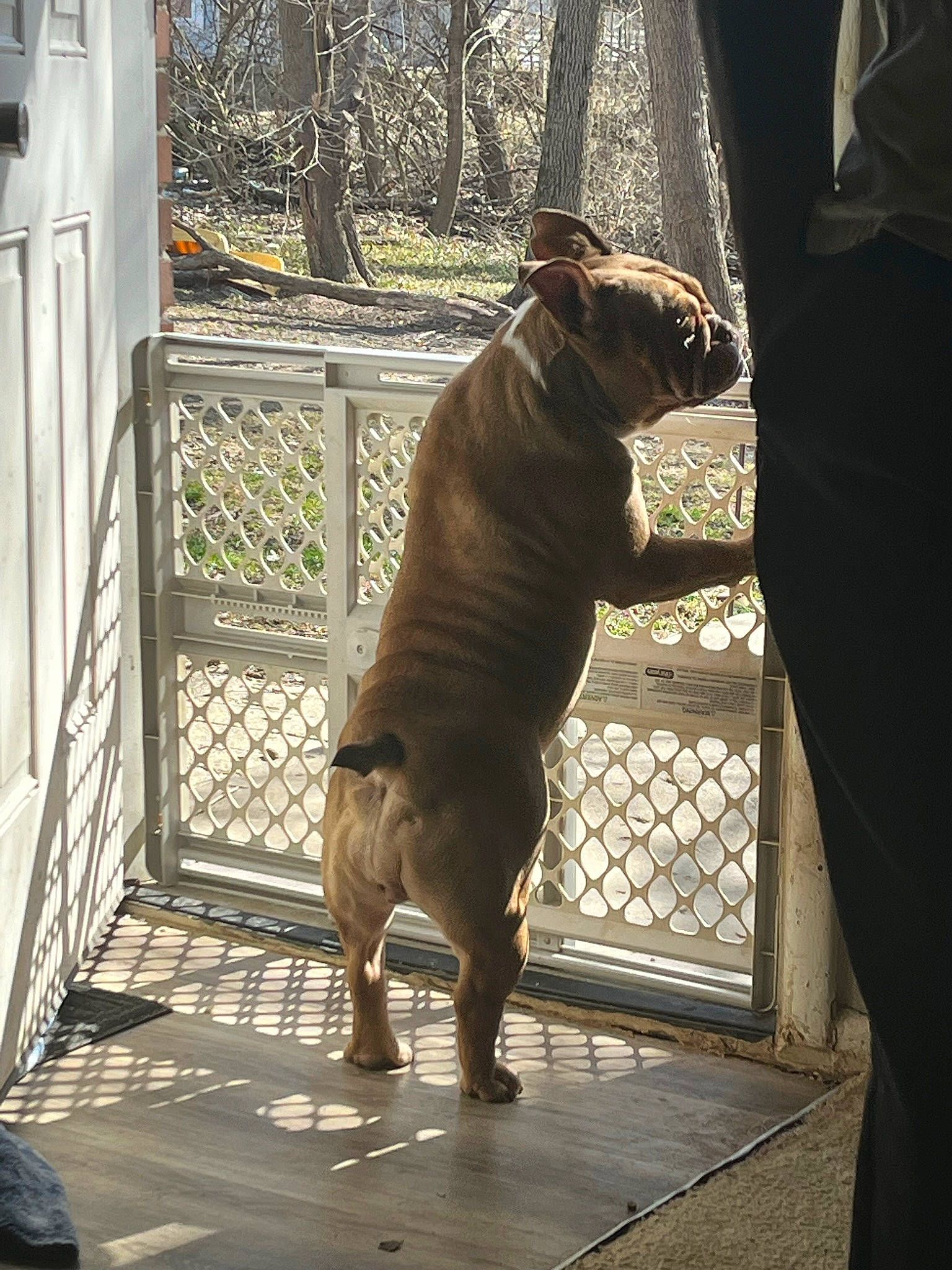 Mocha Latte joined the competition — help win amazing prizes! boxer, brown, bulldog, canidae, carnivore, companion_dog, dog, dog_breed, door, fawn, fence, flooring, guard_dog, liver, snout, sporting_group, tail, terrestrial_animal, working_animal, wrinkle
