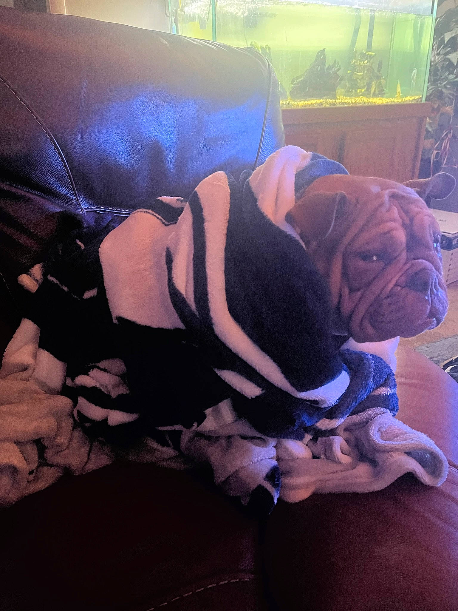 Mocha Latte joined the competition — help win amazing prizes! comfort, companion_dog, electric_blue, entertainment, event, fictional_character, flesh, flooring, fun, human_leg, knee, magenta, plant, purple, rose, rose_family, rose_order, sitting, thigh, toy_dog