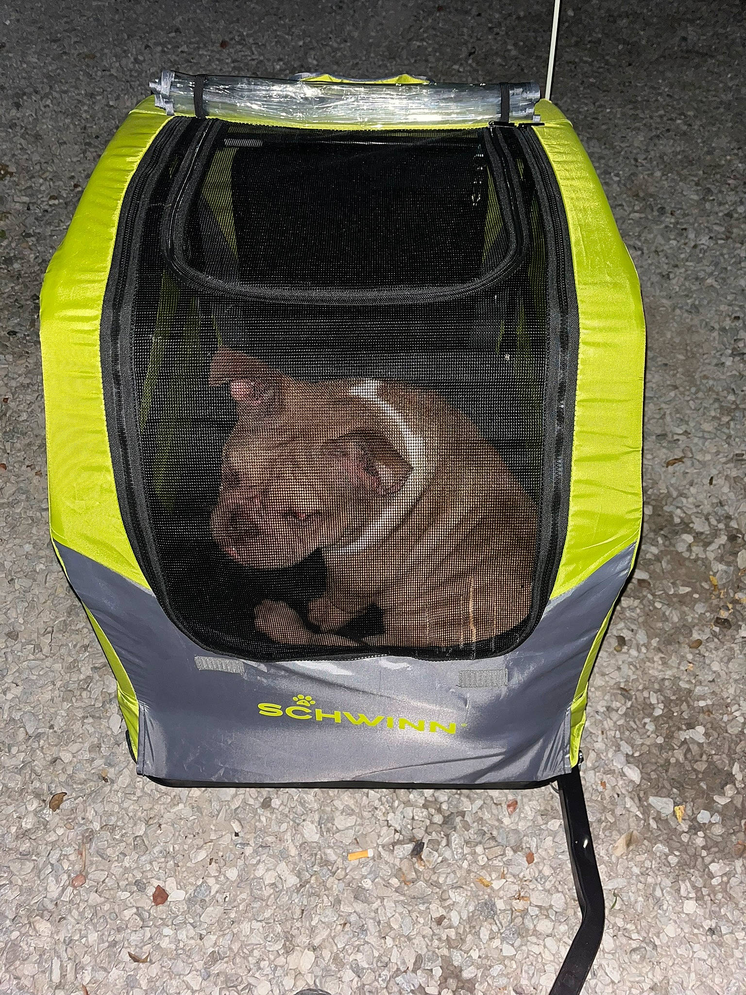 Mocha Latte joined the competition — help win amazing prizes! auto_part, automotive_design, automotive_exterior, automotive_lighting, baby_products, bag, baggage, bumper, comfort, dog_supply, font, gas, grass, luggage_and_bags, mesh, metal, motor_vehicle, personal_protective_equipment, pet_supply, product