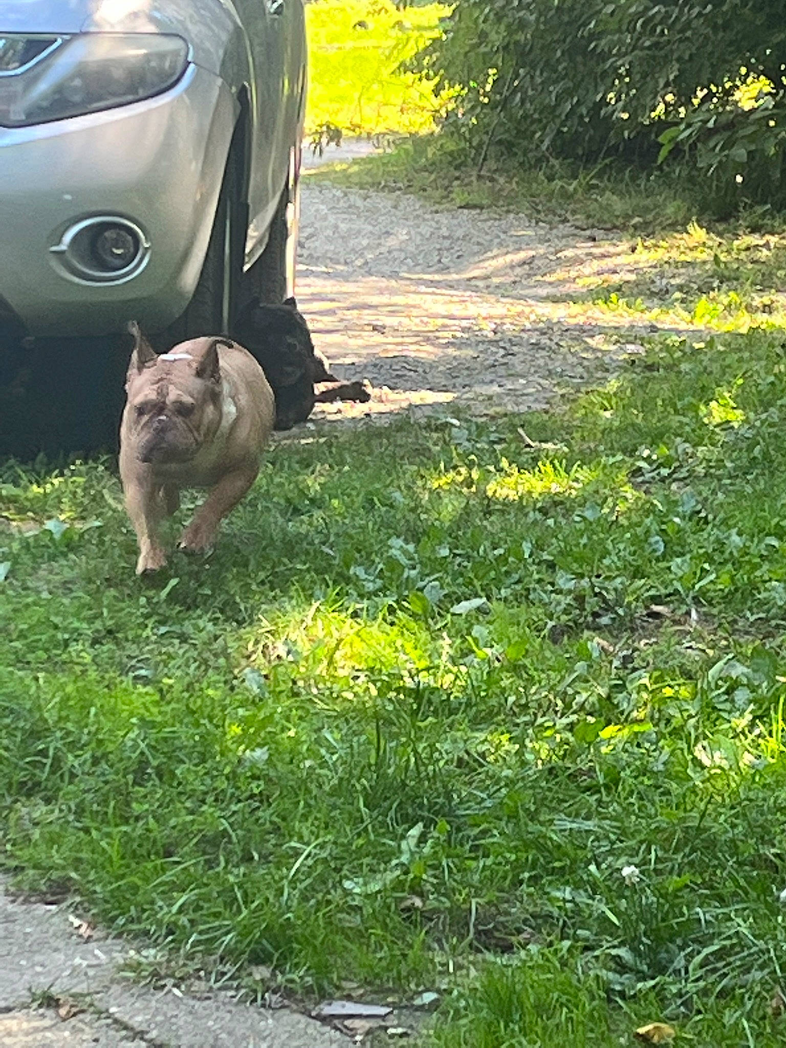 Mocha Latte joined the competition — help win amazing prizes! alloy_wheel, automotive_exterior, automotive_tire, car, carnivore, dog, dog_breed, fawn, fender, grass, groundcover, hood, land_vehicle, plant, tints_and_shades, tire, vehicle, vehicle_door, wheel, yellow