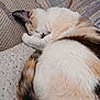 Abby joined the competition — help win amazing prizes! blanket, calm, cat, close_up, couch, cozy, curled_up, domestic_animal, feline, fluffy, fur, indoor, nap, pet, relaxed, resting, sleeping, soft_texture, tail, whiskers