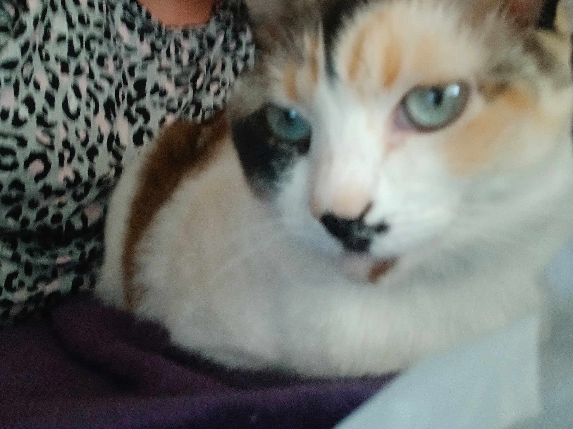 Abby
