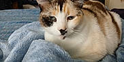 Abby is registered to the contest to win money with this photo: animal, bedroom, blanket, blue_blanket, calico_cat, cat, closeup, comfort, cozy, cute, ears, feline, fur, home, indoor, pet, relaxation, resting, soft_texture, whiskers