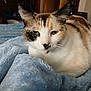 animal, bedroom, blanket, blue_blanket, calico_cat, cat, closeup, comfort, cozy, cute, ears, feline, fur, home, indoor, pet, relaxation, resting, soft_texture, whiskers