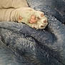 Abby is registered to the contest to win money with this photo: animal, blue_blanket, cat, close_up, comfort, cozy, cute, feline, fluffy, fur, indoor, paw, paw_pads, pet, relaxation, resting, sleepy, soft_texture, warm, white_fur