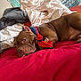 dog, brown_dog, bed, blanket, bandana, red_bedspread, tapestry, indoor, resting, pet, canine, fur, comfort, sleepy, paw, ears, face, collar, lying_down, domestic_animal
