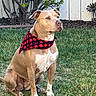 dog, bandana, grass, backyard, plant, fence, outdoor, pet, sitting, tan, white, canine, nature, leafy, quiet, watching, calm, animal, companion, portrait