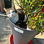 cat, tabby_cat, plant_pot, green_leaves, roses, outdoor, sunlight, concrete, pet, animal, nature, flower_pot, garden, feline, whiskers, curious, sitting, shade, daylight, closeup