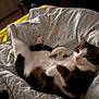 cat, bed, blanket, patterned_blanket, indoor, feline, resting, relaxed, fur, animal, pet, cozy, comfort, whiskers, cute, lying_down, eyes, paws, domestic, soft_lighting