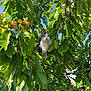 cat, animal, pet, tree, leaves, greenery, nature, outdoor, sky, branch, curious, feline, wildlife, daylight, closeup, plant, summer, sunlight, flora, mammal