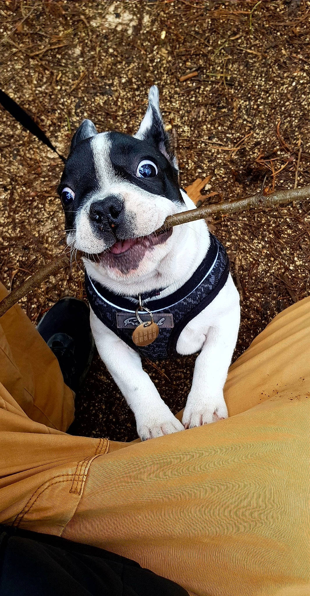 Nalya a rejoint le concours — aidez-le/la à gagner de superbes lots ! boston_terrier, canidae, carmine, carnivore, collar, comfort, companion_dog, dog, dog_breed, dog_collar, eyewear, fashion_accessory, fawn, human_leg, leash, snout, sporting_group, terrestrial_animal, whiskers, working_animal