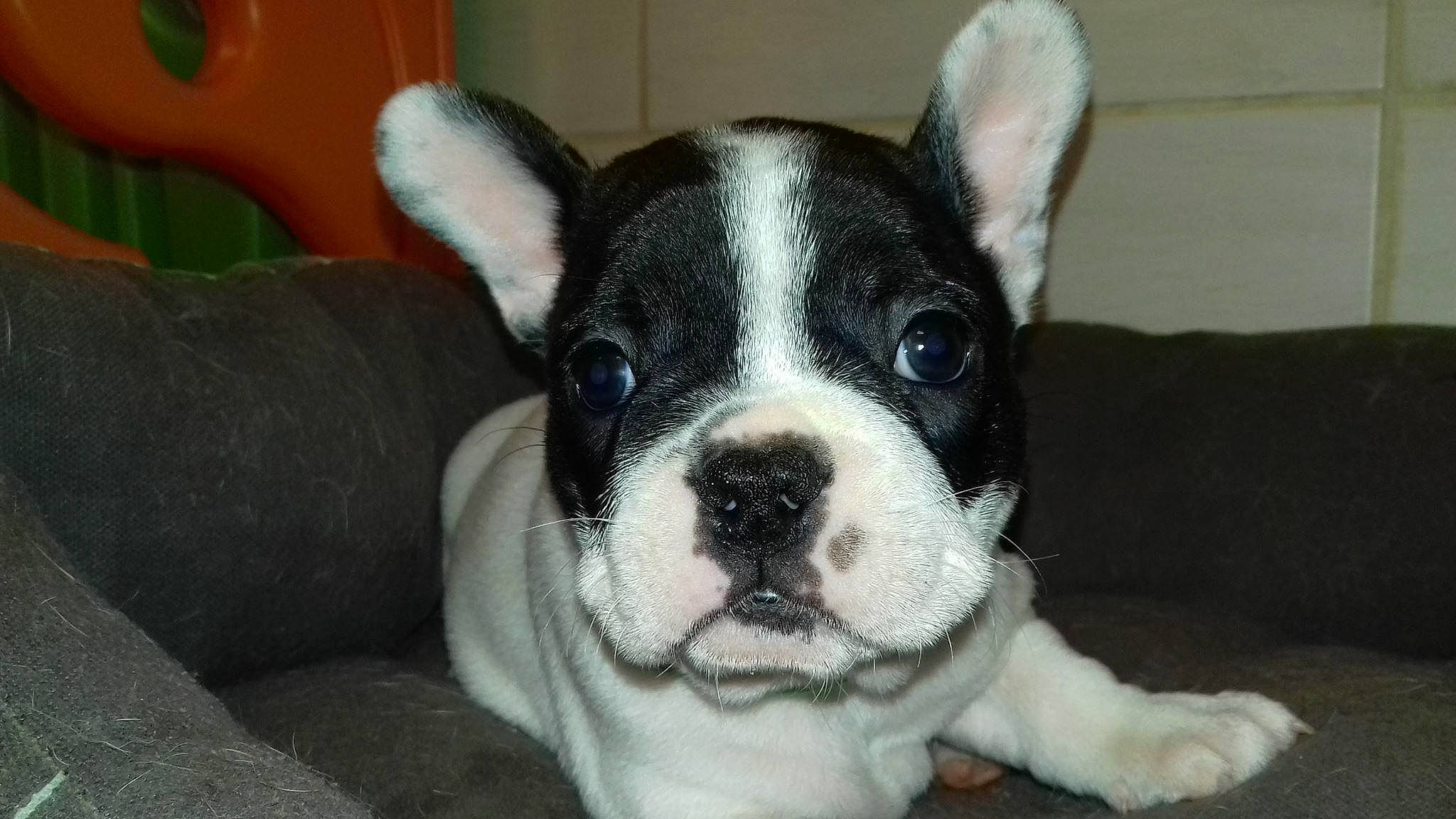 Nalya a rejoint le concours — aidez-le/la à gagner de superbes lots ! boston_terrier, canidae, carnivore, comfort, companion_dog, dog, dog_breed, ear, fawn, fur, non_sporting_group, snout, sporting_group, terrestrial_animal, toy_dog, whiskers, working_animal