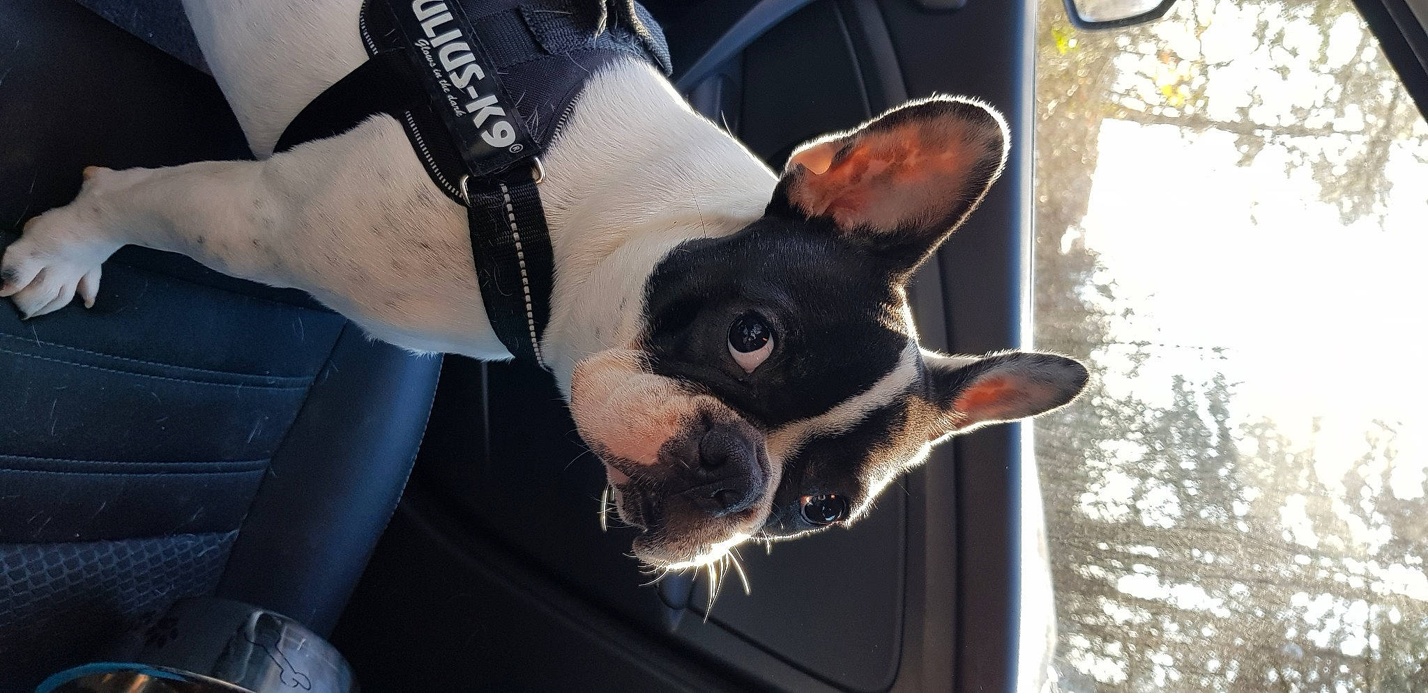 Nalya participe au concours pour gagner de l'argent avec cette photo : canidae, carmine, carnivore, collar, companion_dog, dog, dog_breed, ear, fawn, fur, jaw, non_sporting_group, snout, sporting_group, terrestrial_animal, toy_dog, tree, whiskers, window, working_animal