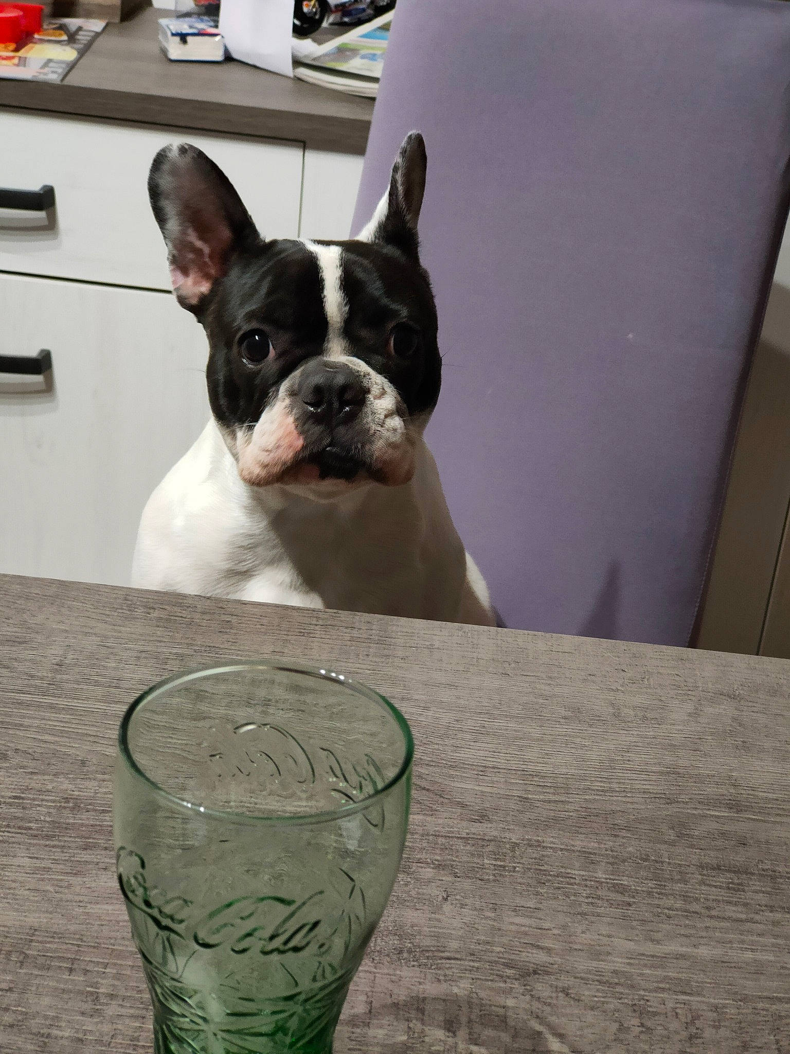 Nalya a rejoint le concours — aidez-le/la à gagner de superbes lots ! barware, boston_terrier, cabinetry, canidae, carnivore, comfort, companion_dog, dog, dog_breed, drinkware, fawn, serveware, snout, sporting_group, table, tableware, terrestrial_animal, whiskers, wood, working_animal