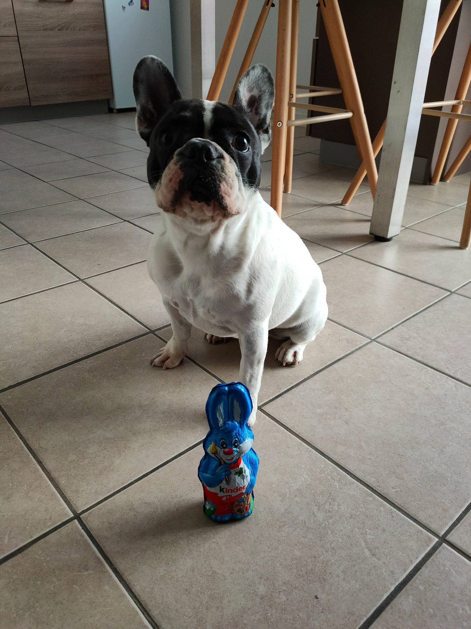 Nalya a rejoint le concours — aidez-le/la à gagner de superbes lots ! bulldog, carnivore, collar, companion_dog, dog, dog_breed, dog_collar, electric_blue, eyewear, fawn, floor, flooring, grey, leash, snout, street_fashion, tail, toy_dog, wood, working_animal