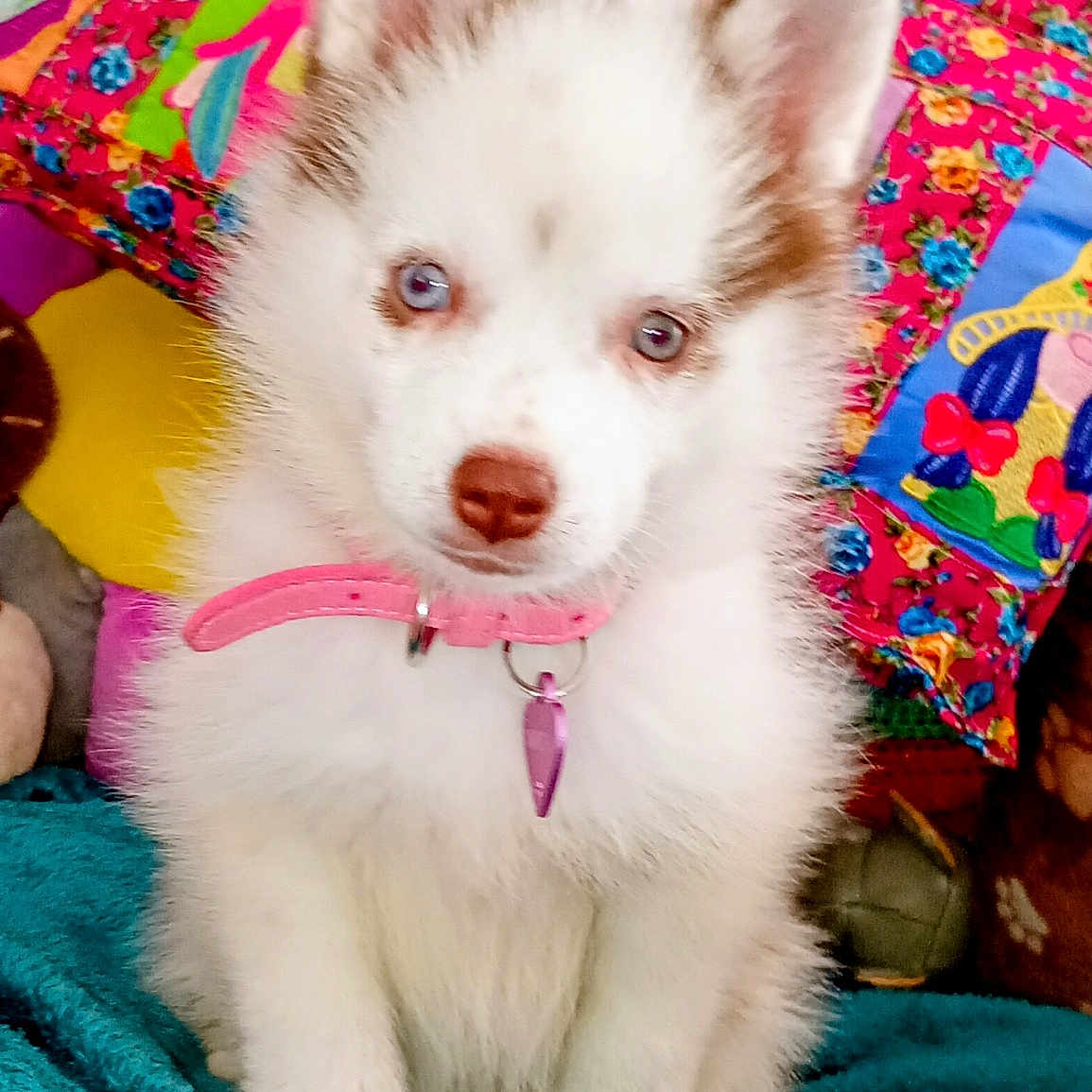 Elviti a rejoint le concours — aidez-le/la à gagner de superbes lots ! puppy, dog, white_fur, blue_eyes, pink_collar, pet_tag, sitting, fluffy, cute, portrait, indoors, blanket, quilt, colorful_background, bed, animal, young_dog, front_facing, adorable, pet