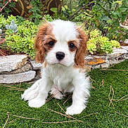 Bijou a rejoint le concours — aidez-le/la à gagner de superbes lots ! puppy, dog, grass, succulents, stone, garden, outdoor, cute, fluffy, pet, young, animal, nature, greenery, adorable, eyes, fur, small, sitting, plant