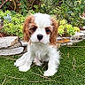 puppy, dog, grass, succulents, stone, garden, outdoor, cute, fluffy, pet, young, animal, nature, greenery, adorable, eyes, fur, small, sitting, plant