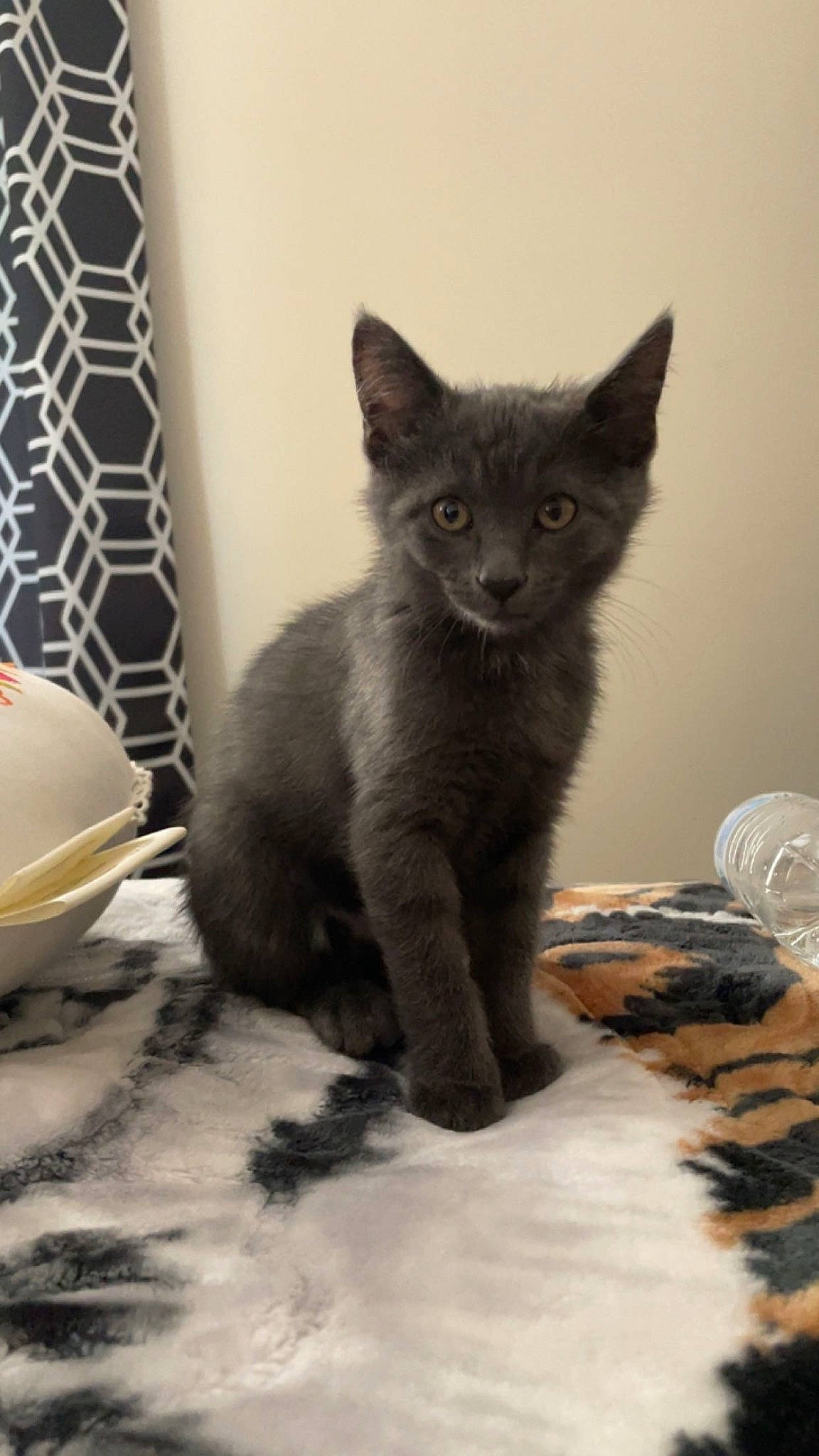 Leo is registered to the contest to win money with this photo: black_cat, carnivore, cat, cat_supply, claw, comfort, curtain, domestic_short_haired_cat, eye, felidae, fur, grey, paw, pet_supply, russian_blue, small_to_medium_sized_cats, snout, tail, whiskers, window