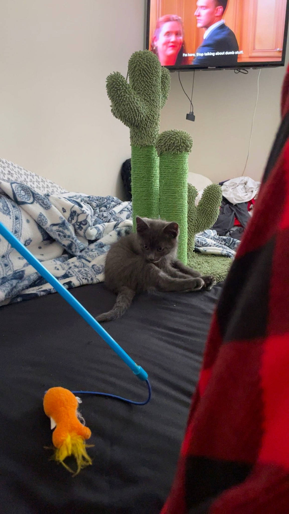 Leo is registered to the contest to win money with this photo: caryophyllales, felidae, fur, grass, houseplant, photograph, plant, plant_stem, prickly_pear, room, small_to_medium_sized_cats, snapshot, stuffed_toy, succulent_plant, tail, terrestrial_plant, toy, vertebrate, wood, wool