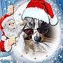 Thumper joined the competition — help win amazing prizes! animal, blanket, cartoon_santa, celebration, christmas, cozy, cute, decorative_border, dog, festive, funny, holiday, illustration, indoor, pet, portrait, relaxed, santa_hat, sunglasses, winter