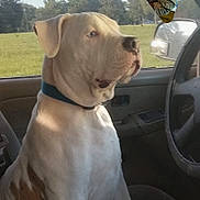 Thumper joined the competition — help win amazing prizes! animal, blue_collar, calm, canine, car_interior, daytime, dog, driver_seat, green_field, looking_out, nature_outside, pet, portrait, seated, side_mirror, steering_wheel, sunlight, vehicle, white_dog, window