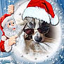Maisie joined the competition — help win amazing prizes! dog, sunglasses, santa_hat, blanket, snow, stars, cartoon_santa, holiday, festive, cozy, animal, pet, winter, cute, portrait, relaxed, indoor, decorative_frame, whimsical, celebration