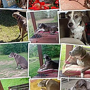Maisie joined the competition — help win amazing prizes! dog, man, bench, cushion, outdoor, indoor, grass, wood, porch, collage, pet, resting, sitting, laying, portrait, canine, leash, fence, smiling, relaxed