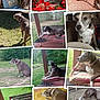 dog, man, bench, cushion, outdoor, indoor, grass, wood, porch, collage, pet, resting, sitting, laying, portrait, canine, leash, fence, smiling, relaxed