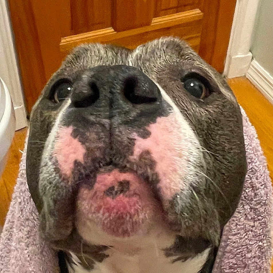Lola joined the competition — help win amazing prizes! animal, blanket, boxer, bulldog, canine, dog, door, face, hardwood, head, indoors, interiordesign, person, pet, photography, pitbull, portrait, puppy, towel, wood