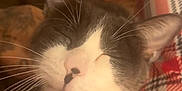 Shadow joined the competition — help win amazing prizes! cat, close_up, sleeping, whiskers, nose, fur, plaid_blanket, cozy, indoor, pet, animal, face, cute, relaxed, domestic_cat, muzzle, soft_lighting, warm_colors, resting, feline