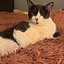 Shadow is registered to the contest to win money with this photo: cat, black_and_white, lying_down, fluffy_blanket, indoor, pet, feline, relaxed, cozy, fur, animal, bedroom, texture, looking_at_camera, domestic_cat, resting, cute, whiskers, ears, comfort